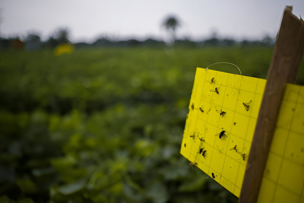 Integrated Pest Management (IPM)