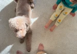 Organic Weave Rugs