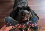Hughies Dog Accessories