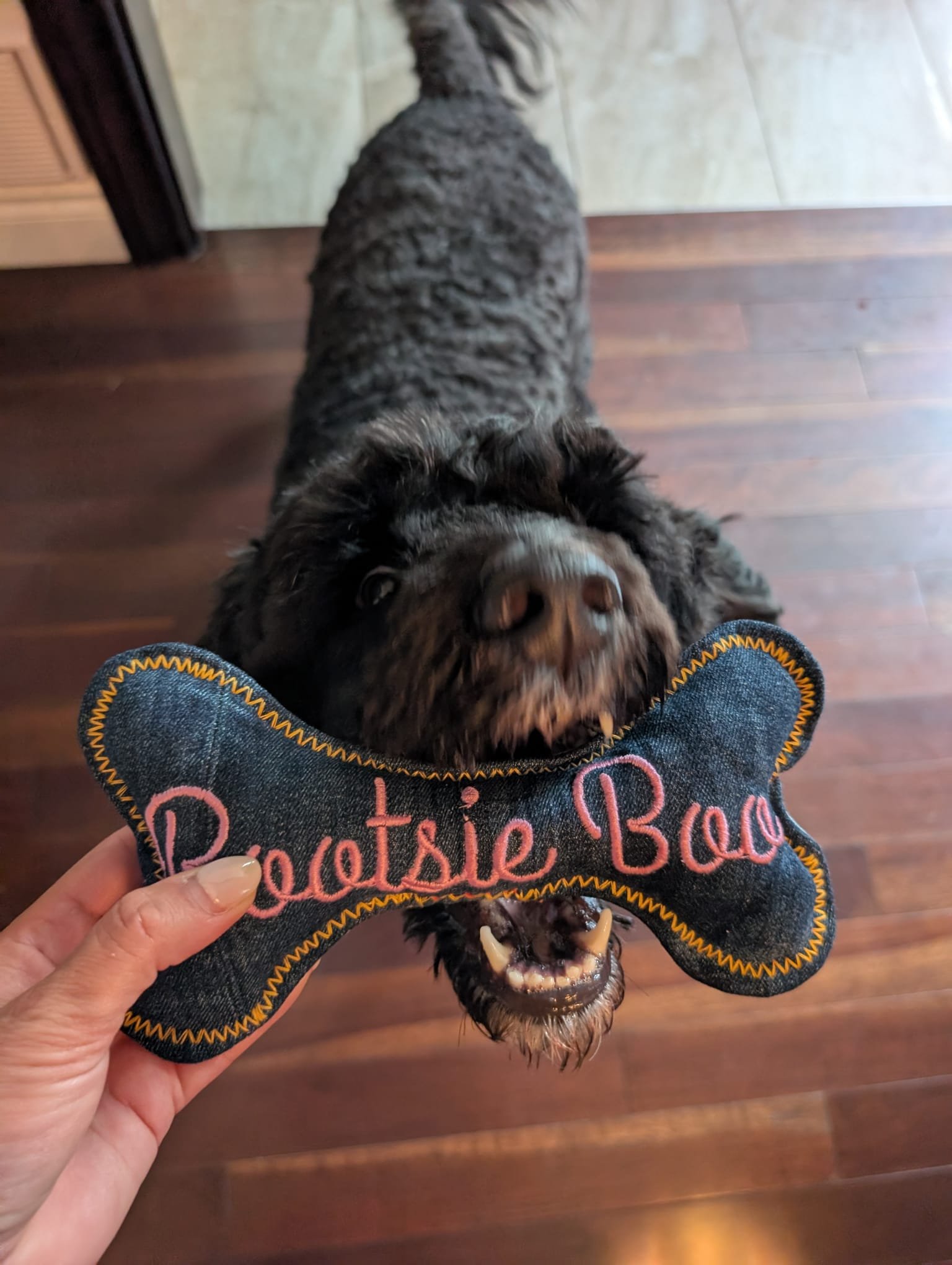 Hughies Dog Accessories