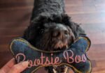 Hughies Dog Accessories