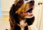 Hughies Dog Accessories