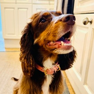 Hughies Dog Accessories